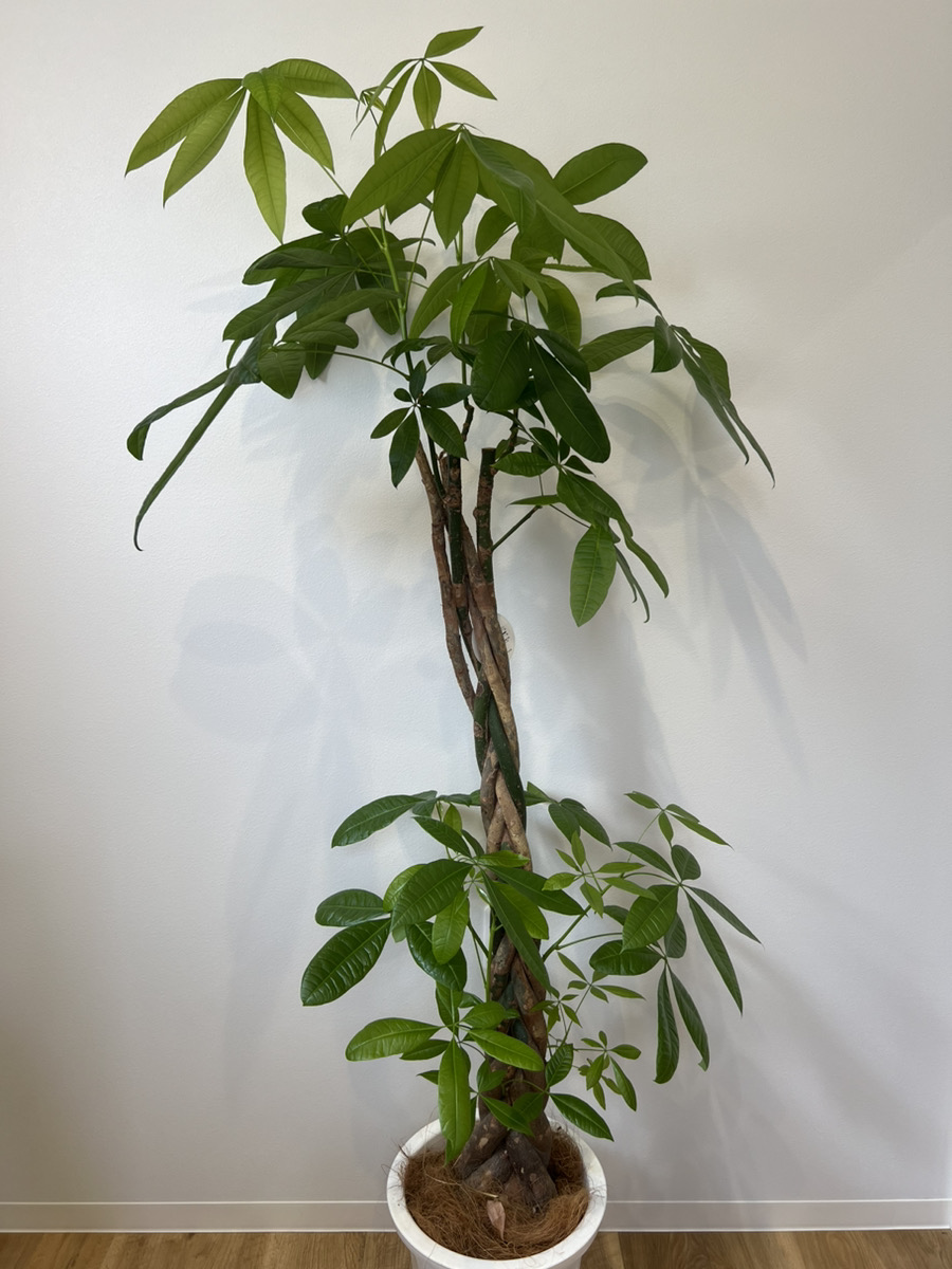 パキラの植え替え♪