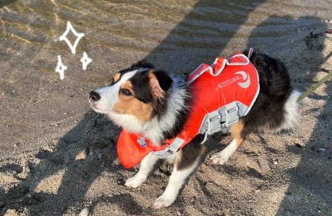 犬と川遊びに行ってきました！