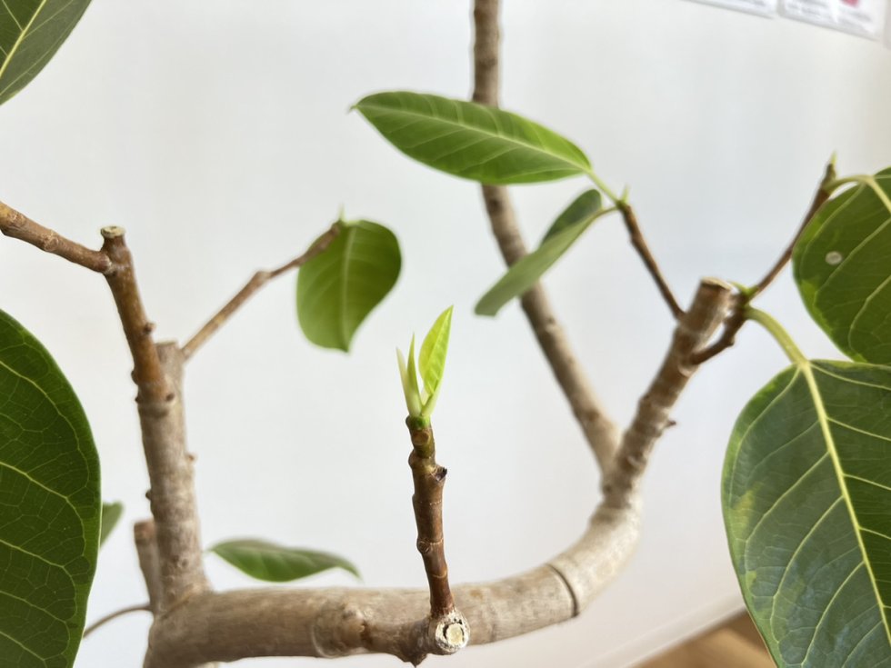 観葉植物の植え替え♪
