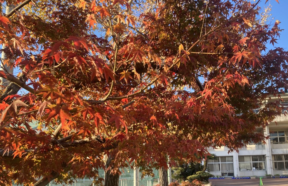紅葉がきれいな12月ですね
