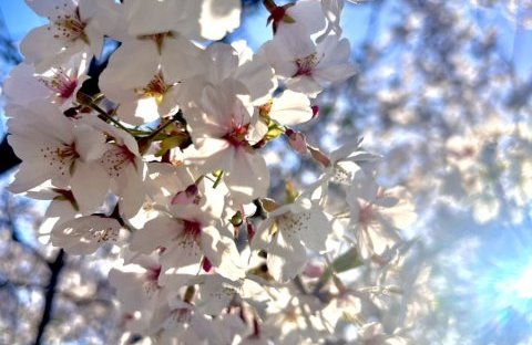 春ですね❀