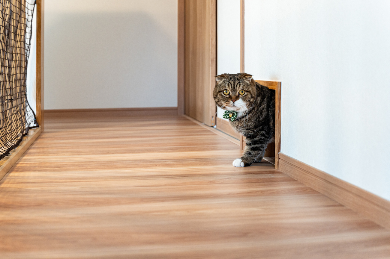 キャットウォーク